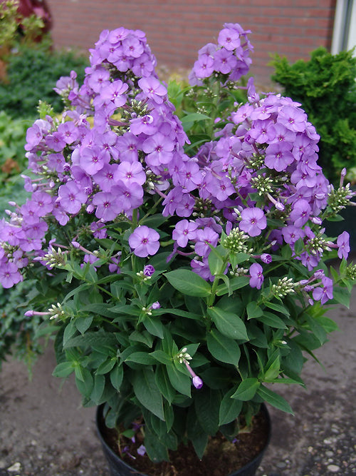 PHLOX AMPLIFOLIA