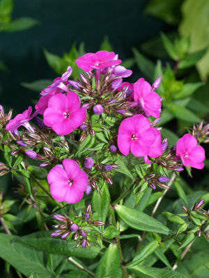 PHLOX x ARENDSII 'ANDREW'