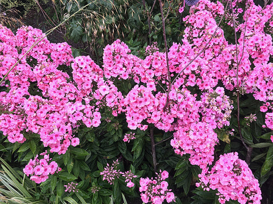PHLOX PANICULATA 'BARELEVEN'
