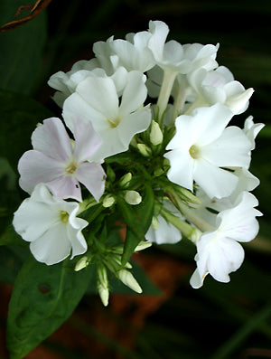 PHLOX PANICULATA 'BARTWENTYNINE'