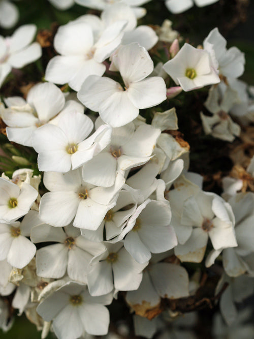 PHLOX PANICULATA 'CHIONE'