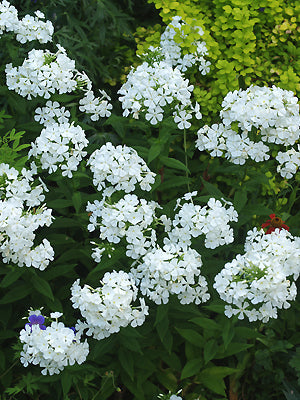 PHLOX 'CASABLANCA'