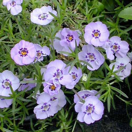 PHLOX DOUGLASII 'BOOTHMAN'S VARIETY'