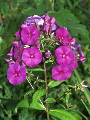 PHLOX PANICULATA 'DÜSTERLOHE'