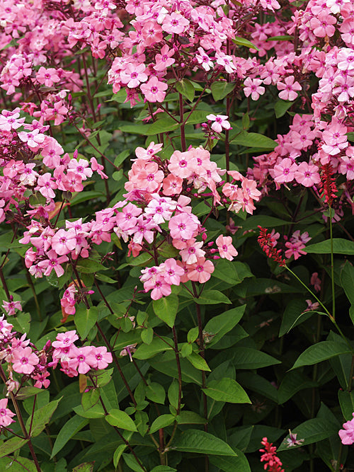 PHLOX PANICULATA 'EVA CULLUM'