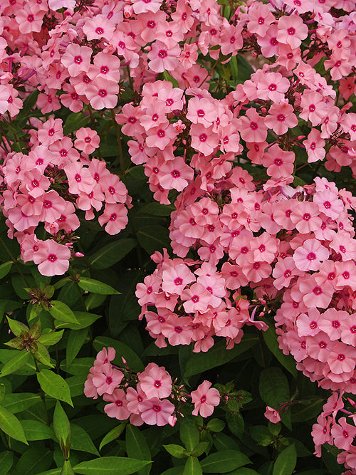 PHLOX PANICULATA 'FLAMINGO'