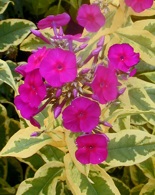 PHLOX PANICULATA 'GOLDMINE'