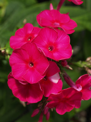 PHLOX PANICULATA 'GOLDMINE' REVERTED