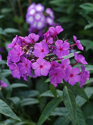 PHLOX PANICULATA 'HAMPTON COURT'