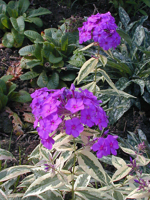 PHLOX PANICULATA 'HARLEQUIN'