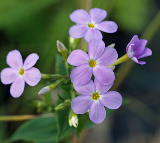 PHLOX IDAHONSIS