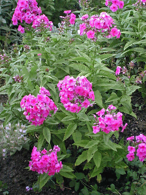 PHLOX PANICULATA 'JULY GLOW'