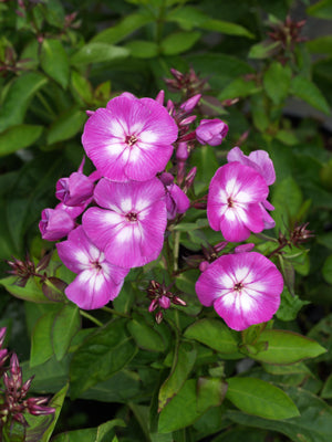 PHLOX PANICULATA 'LITTLE LAURA'