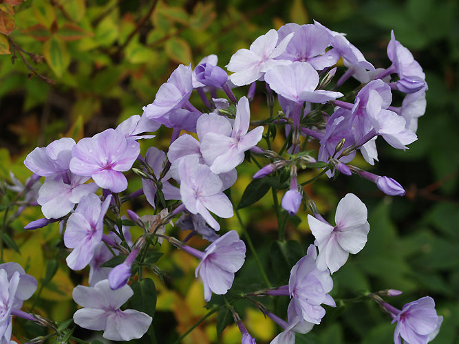 PHLOX x ARENDSII 'LISBETH'