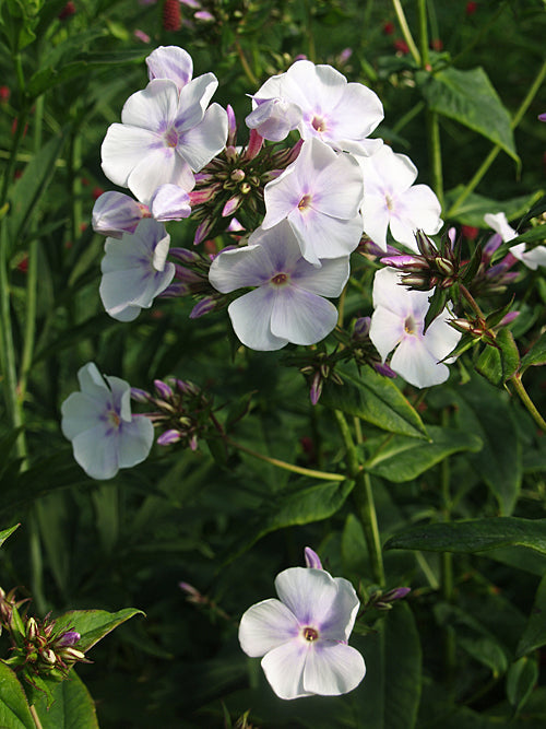 PHLOX PANICULATA 'LAVENDELWOLKE'