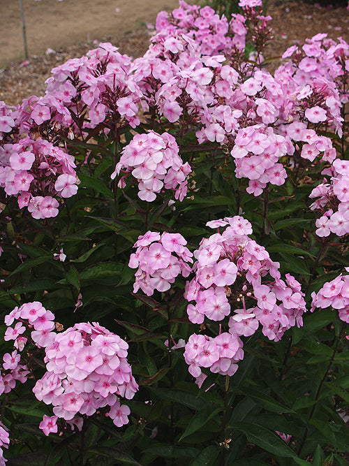 PHLOX PANICULATA 'MAGICAL FAVOURITE'