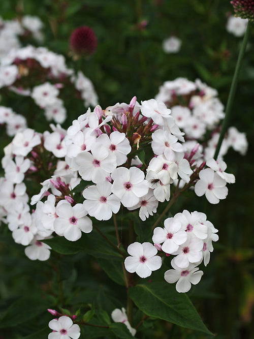 PHLOX x ARENDSII 'MISS JILL'