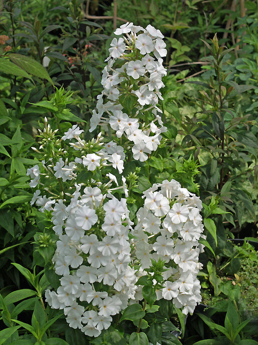 PHLOX CAROLINA 'MISS LINGARD'