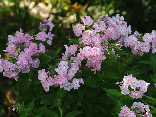 PHLOX PANICULATA 'MAUDE STELLA DAGLEY'