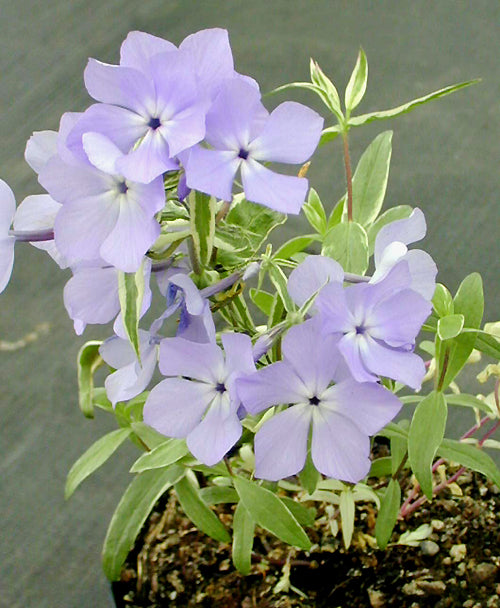 PHLOX DIVARICATA 'MONTROSE TRIColour'