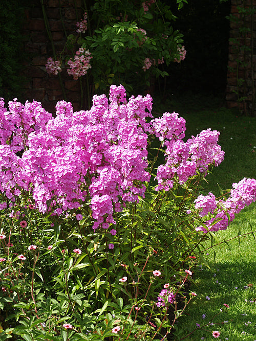 PHLOX MACULATA 'ALPHA'