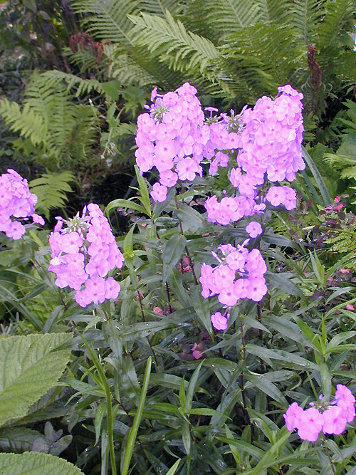 PHLOX CAROLINA 'MAGNIFICENCE'