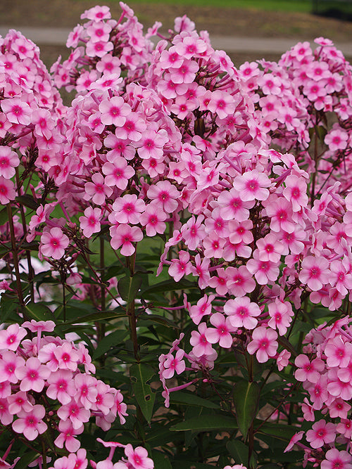 PHLOX PANICULATA 'MISS PEPPER'