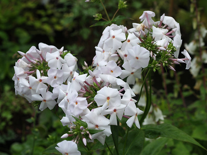 Phlox carolina 'Minnie Pearl'