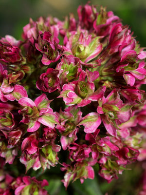 PHLOX PANICULATA 'NATURAL FEELINGS'
