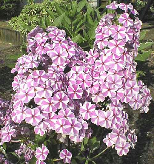 PHLOX MACULATA 'NATASCHA'