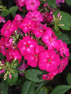 PHLOX PANICULATA 'PURPLE FLAME'