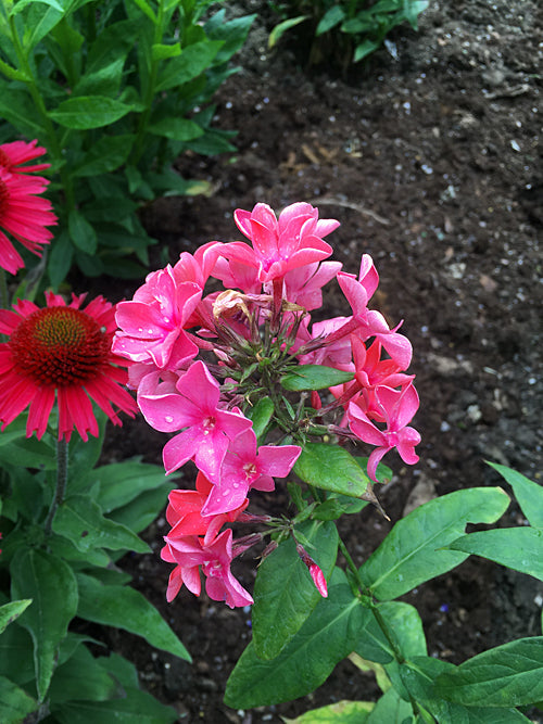PHLOX PANICULATA 'LIGHT BRIGADE'