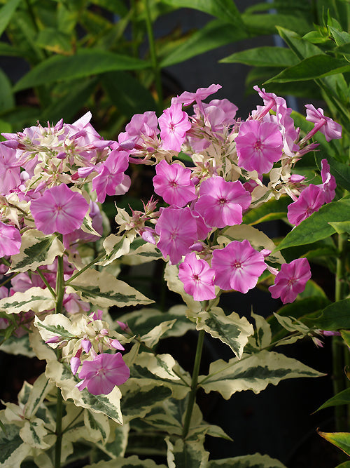 PHLOX PANICULATA 'PINK POSIE'