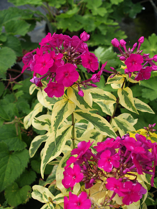 PHLOX PANICULATA 'STERLING BROCADE'