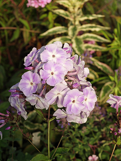 PHLOX PANICULATA 'PROSPERO'