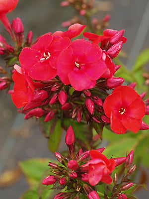 PHLOX PANICULATA 'RED FLAME'