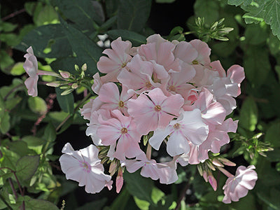 PHLOX PANICULATA 'ROSA PASTELL'