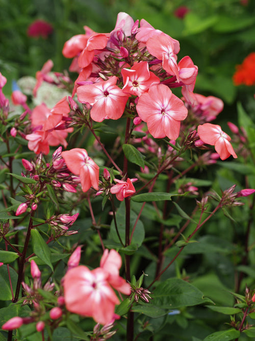 PHLOX PANICULATA 'STEEPLE BUMPSTEAD'