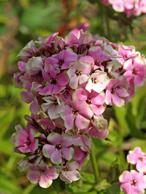 PHLOX 'SHERBET COCKTAIL'