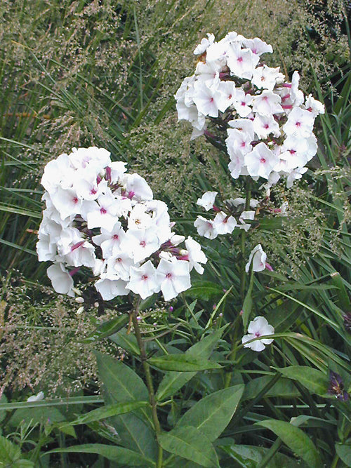 PHLOX PANICULATA 'SILVERMINE'