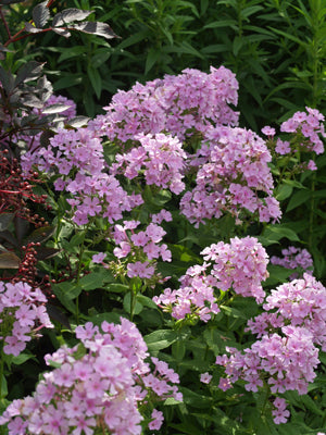PHLOX PANICULATA 'SCHNEERAUSCH'