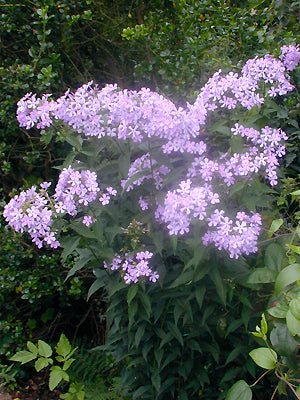 PHLOX PANICULATA 'TOITS DE PARIS'