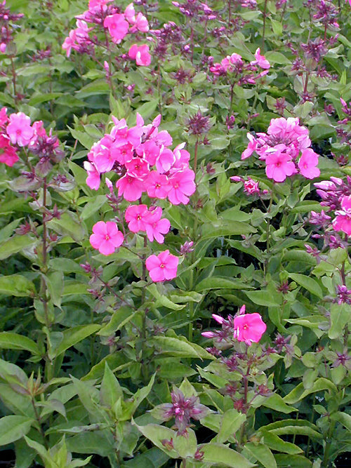 PHLOX PANICULATA 'TENOR'