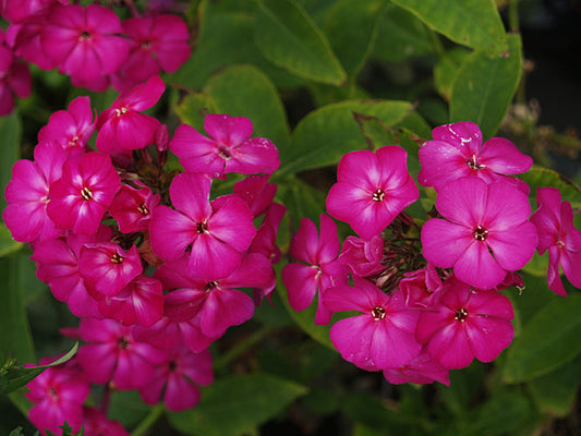 PHLOX PANICULATA 'VELVET FLAME'