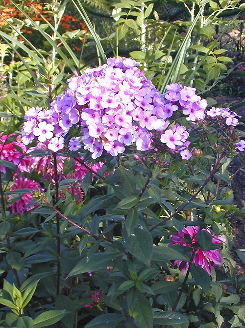 PHLOX x ARENDSII 'PAUL'