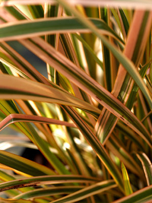 PHORMIUM 'GOLD RAY'