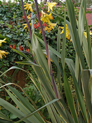 PHORMIUM TENAX 'VARIEGATUM'