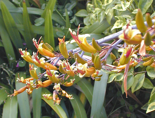 PHORMIUM 'FOUNTAINS'