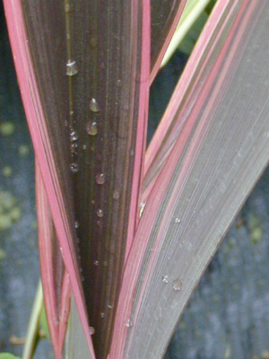 PHORMIUM 'PINK STRIPE'