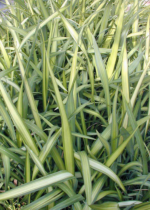 PHORMIUM TENAX 'YELLOW WAVE'